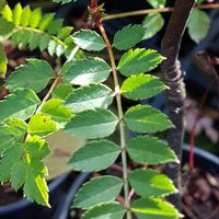 Sorbus rubescens 
